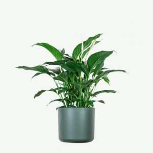Spathiphyllum